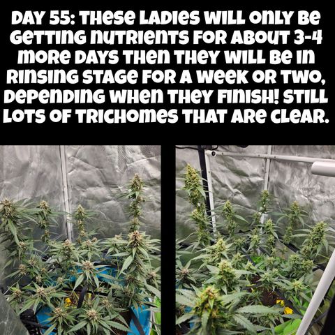 Purple Lemonade Autos growlog timeline photo