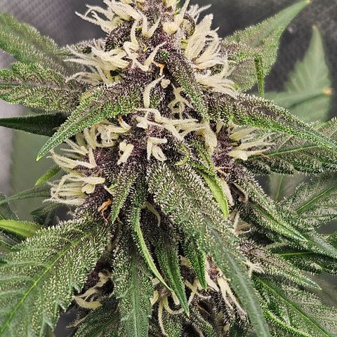 Purple Lemonade Autos growlog timeline photo