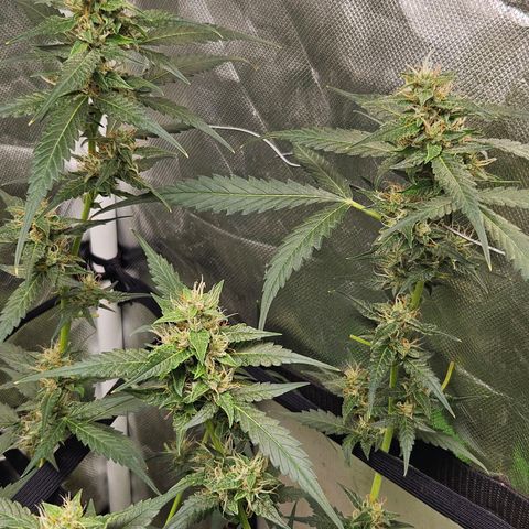 Purple Lemonade Autos growlog timeline photo