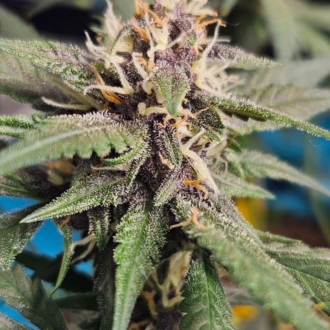 Purple Lemonade Autos growlog timeline photo