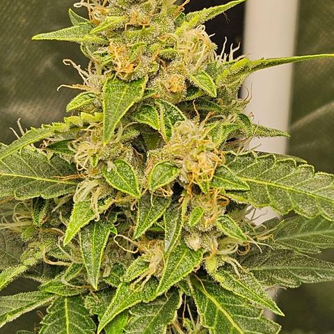 Purple Lemonade Autos growlog timeline photo