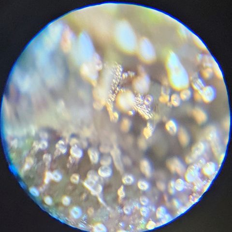 Purple Lemonade Autos growlog timeline photo