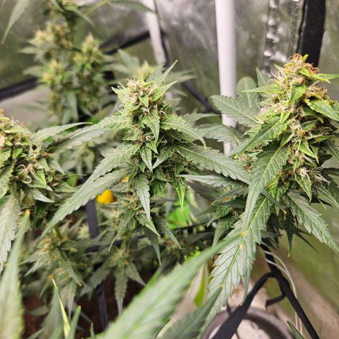 Purple Lemonade Autos growlog timeline photo