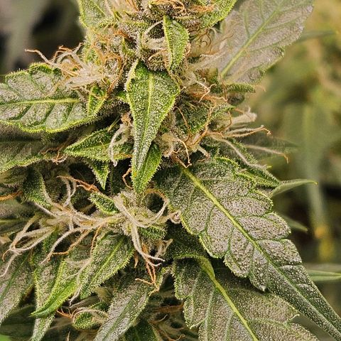Purple Lemonade Autos growlog timeline photo