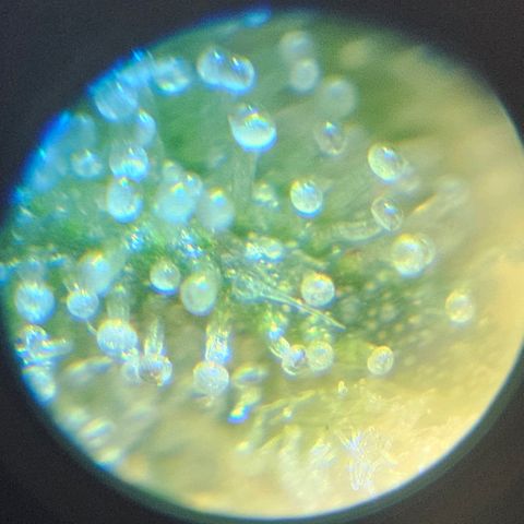 Purple Lemonade Autos growlog timeline photo