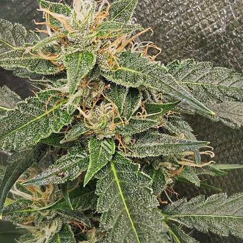 Purple Lemonade Autos growlog timeline photo