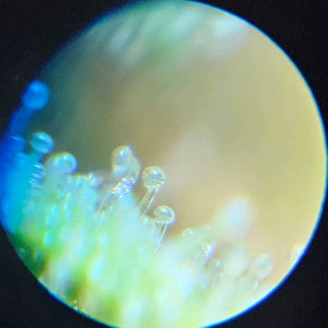 Purple Lemonade Autos growlog timeline photo