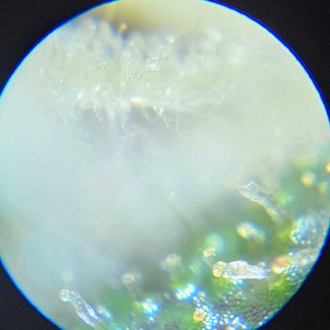 Purple Lemonade Autos growlog timeline photo