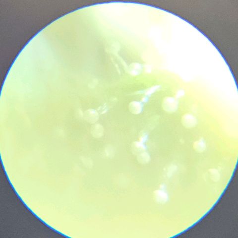 Purple Lemonade Autos growlog timeline photo