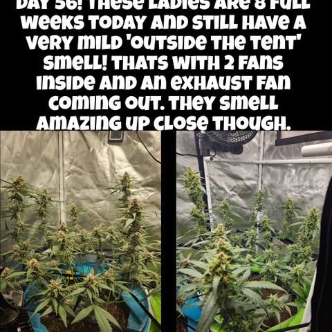 Purple Lemonade Autos growlog timeline photo