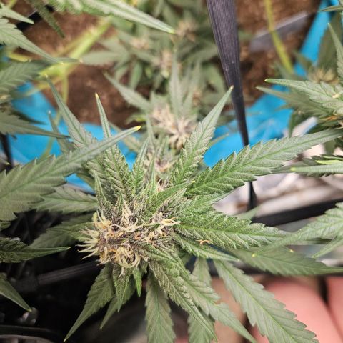 Purple Lemonade Autos growlog timeline photo
