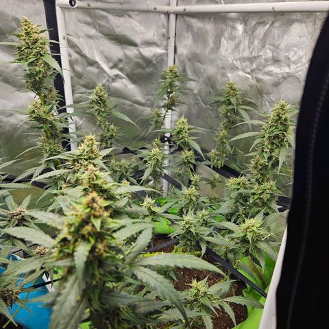 Purple Lemonade Autos growlog timeline photo