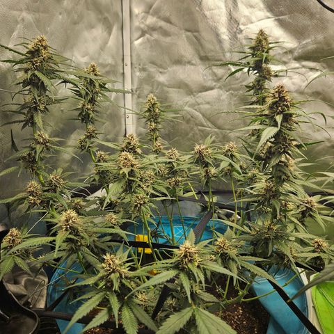 Purple Lemonade Autos growlog timeline photo