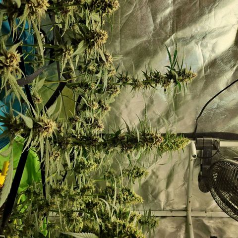 Purple Lemonade Autos growlog timeline photo