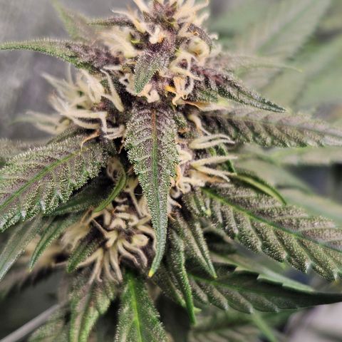 Purple Lemonade Autos growlog timeline photo