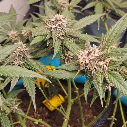 Purple Lemonade Autos growlog timeline photo