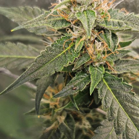 Purple Lemonade Autos growlog timeline photo