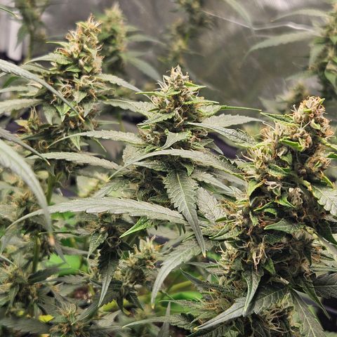 Purple Lemonade Autos growlog timeline photo