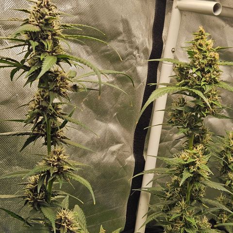 Purple Lemonade Autos growlog timeline photo