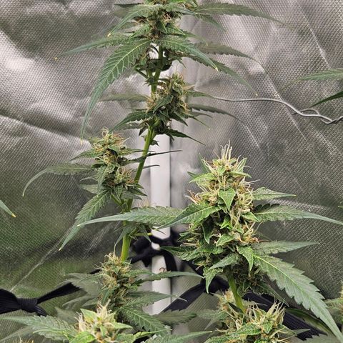 Purple Lemonade Autos growlog timeline photo