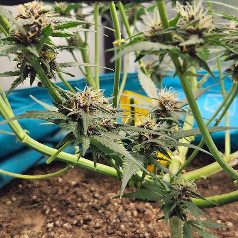 Purple Lemonade Autos growlog timeline photo