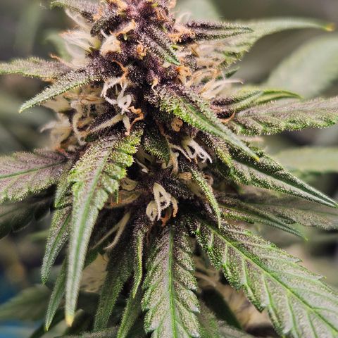 Purple Lemonade Autos growlog timeline photo
