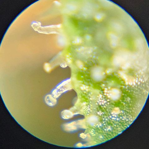 Purple Lemonade Autos growlog timeline photo