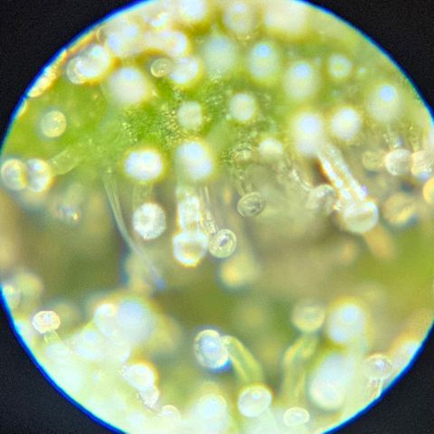 Purple Lemonade Autos growlog timeline photo