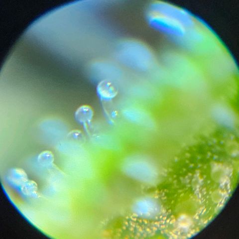 Purple Lemonade Autos growlog timeline photo