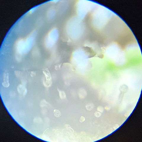 Purple Lemonade Autos growlog timeline photo