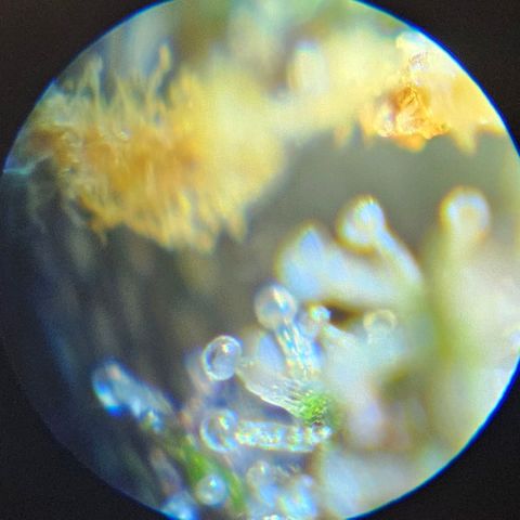 Purple Lemonade Autos growlog timeline photo