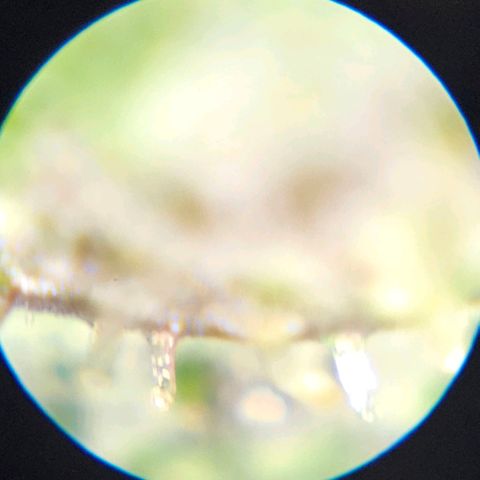 Purple Lemonade Autos growlog timeline photo