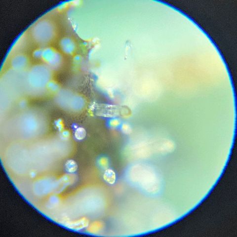 Purple Lemonade Autos growlog timeline photo