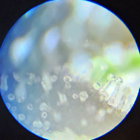 Purple Lemonade Autos growlog timeline photo