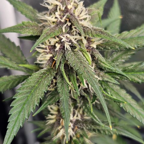 Purple Lemonade Autos growlog timeline photo