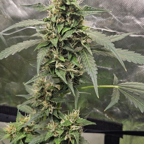 Purple Lemonade Autos growlog timeline photo