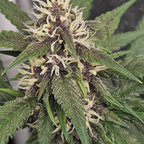 Purple Lemonade Autos growlog timeline photo