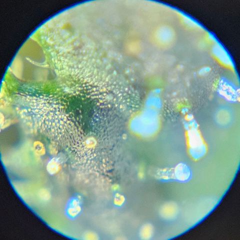 Purple Lemonade Autos growlog timeline photo