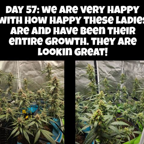Purple Lemonade Autos growlog timeline photo