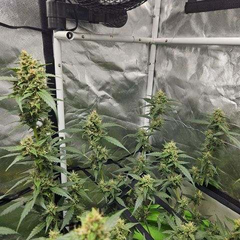 Purple Lemonade Autos growlog timeline photo