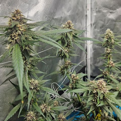 Purple Lemonade Autos growlog timeline photo
