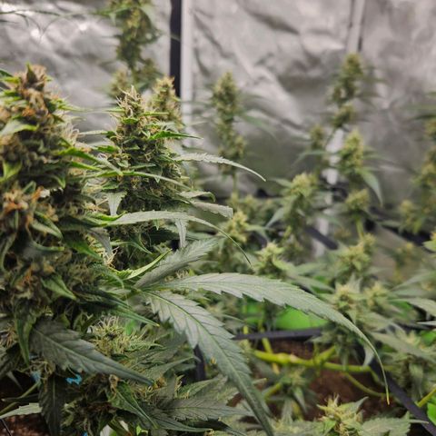 Purple Lemonade Autos growlog timeline photo
