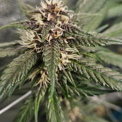 Purple Lemonade Autos growlog timeline photo