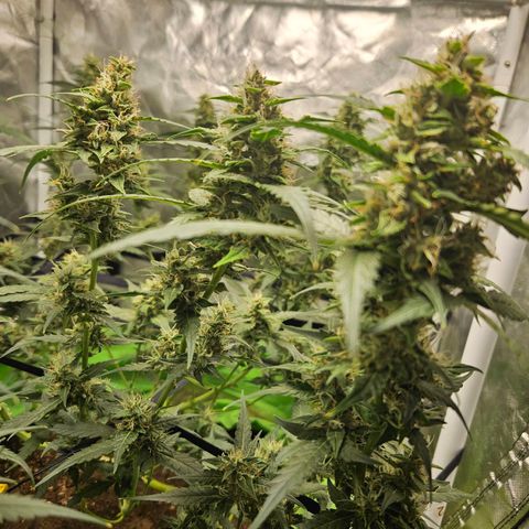 Purple Lemonade Autos growlog timeline photo