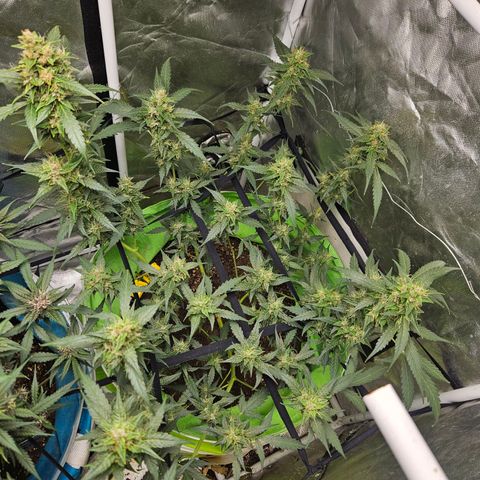 Purple Lemonade Autos growlog timeline photo
