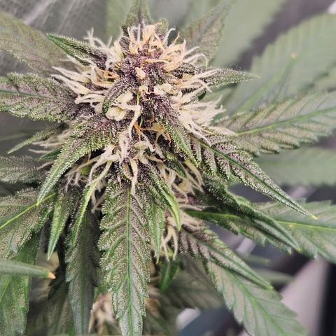 Purple Lemonade Autos growlog timeline photo