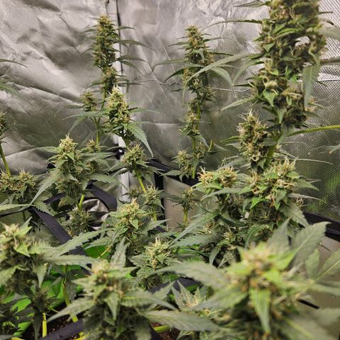Purple Lemonade Autos growlog timeline photo