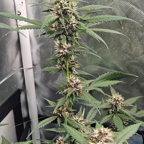 Purple Lemonade Autos growlog timeline photo