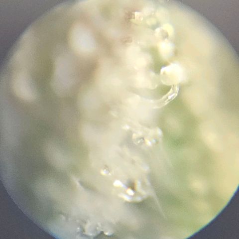 Purple Lemonade Autos growlog timeline photo