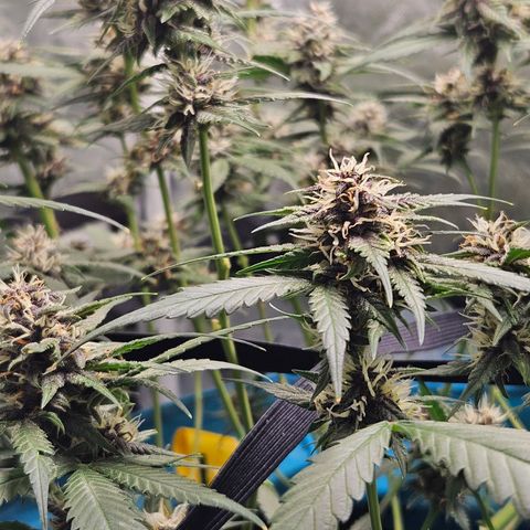 Purple Lemonade Autos growlog timeline photo